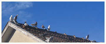 Pigeons of Bosnia and Herzegovina