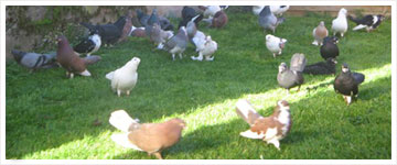 Pigeons of Bosni and Herzegovina