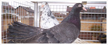 Sarajevo Roller Pigeon